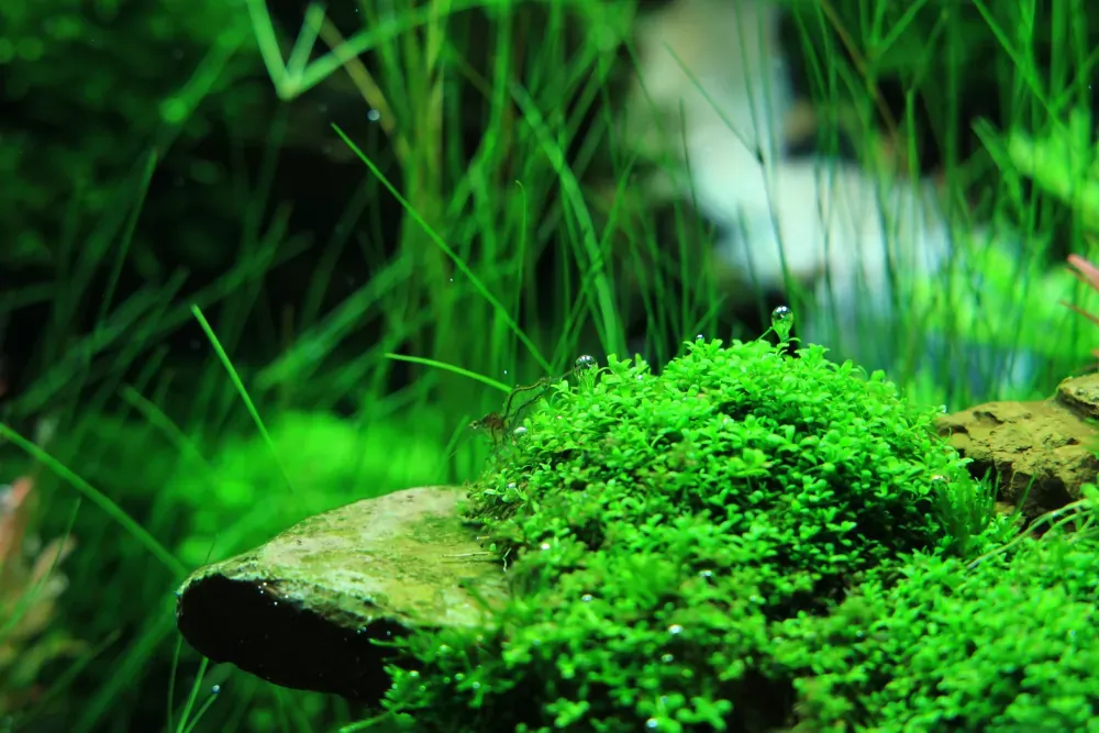 Final - The New Life of Old Stones